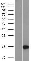 ls254863 c17orf61 tmem256 human over expression lysates nm 152766 wb testing 1