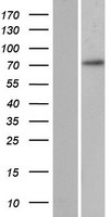 ls254958 rexo1l1 rexo1l1p human over expression lysates nm 172239 wb testing 1