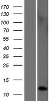 ls255061 tac4 human over expression lysates nm 170685 wb testing 1