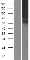 ls255104 tmco4 human over expression lysates nm 181719 wb testing 1