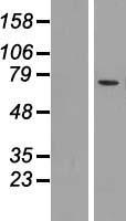MCOLN2 Human Over-expression Lysates NM_153259