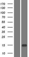 Epigen (EPGN) Human Over-expression Lysates NM_001013442