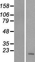 ls255349 transmembrane protein 211 tmem211 human over expression lysates nm 001001663 wb testing 1