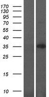 ls255374 mblac1 human over expression lysates nm 203397 wb testing 1
