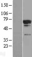 ls255394 tcp11l2 human over expression lysates nm 152772 wb testing 1