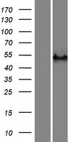 RASGEF1C Human Over-expression Lysates NM_175062