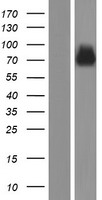 ls255928 synaptotagmin 14 syt14 human over expression lysates nm 001146264 wb testing 1