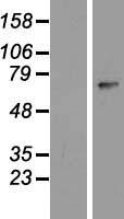 ls256051 znf549 human over expression lysates nm 153263 wb testing 1