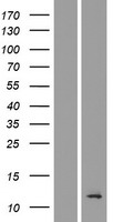 TMEM196 Human Over-expression Lysates NM_152774