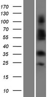 ls256144 or4c3 human over expression lysates nm 001004702 wb testing 1