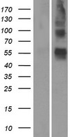 OR4S1 Human Over-expression Lysates NM_001004725