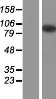 ls256309 ccdc110 human over expression lysates nm 152775 wb testing 1