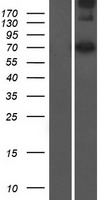 ls256329 lmntd2 human over expression lysates nm 173573 wb testing 1