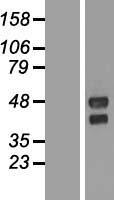 ls256472 tmem151a human over expression lysates nm 153266 wb testing 1