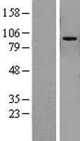 ls256949 kank3 human over expression lysates nm 198471 wb testing 1