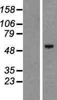 ls256957 c17orf66 heatr9 human over expression lysates nm 152781 wb testing 1