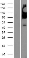 SERINC5 Human Over-expression Lysates NM_001174072