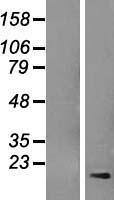 ls257000 plac2 tincr human over expression lysates nm 153375 wb testing 1