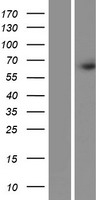 ls257019 frmd3 human over expression lysates nm 174938 wb testing 1
