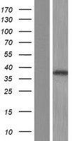 PLCXD2 Human Over-expression Lysates NM_001134478