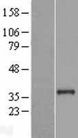 PLCXD2 Human Over-expression Lysates NM_153268