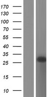 GCET2 (GCSAM) Human Over-expression Lysates NM_001190259