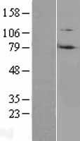 RNF214 Human Over-expression Lysates NM_001077239