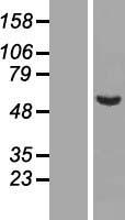 ls257169 c9orf43 human over expression lysates nm 152786 wb testing 1