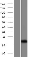 ls257177 c1orf192 cfap126 human over expression lysates nm 001013625 wb testing 1