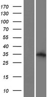 ls259173 als2cl human over expression lysates nm 182775 wb testing 1