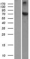 HSPA12A Human Over-expression Lysates NM_025015