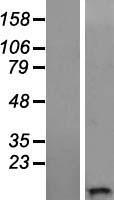 ls259239 wfdc11 human over expression lysates nm 147197 wb testing 1
