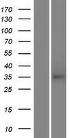 TAS2R46 Human Over-expression Lysates NM_176887