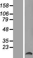 ls259296 t2r50 tas2r50 human over expression lysates nm 176890 wb testing 1