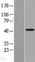 CYP4X1 Human Over-expression Lysates NM_178033