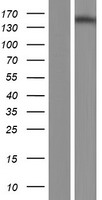 Nephrocystin 4 (NPHP4) Human Over-expression Lysates NM_015102