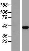 SEC14L3 Human Over-expression Lysates NM_174975