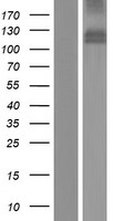 ls266727 mdga1 human over expression lysates nm 153487 wb testing 1