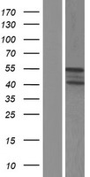 RGL4 Human Over-expression Lysates NM_153615
