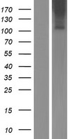 GPR110 (ADGRF1) Human Over-expression Lysates NM_153840