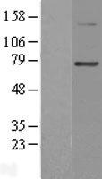 PGBD3 Human Over-expression Lysates NM_170753