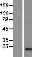 ls267012 daoa human over expression lysates nm 172370 wb testing 1