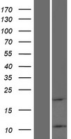 ls267020 atp5l2 human over expression lysates nm 001165877 wb testing 1