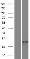 SSX7 Human Over-expression Lysates NM_173358