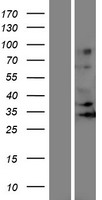ls282775 or5j2 human over expression lysates nm 001005492 wb testing 1