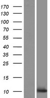 C10orf53 Human Over-expression Lysates NM_001042427