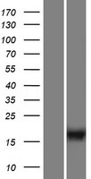 C10orf53 Human Over-expression Lysates NM_182554