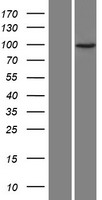 JAKMIP3 Human Over-expression Lysates NM_001105521