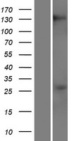 ls282996 rbm20 human over expression lysates nm 001134363 wb testing 1
