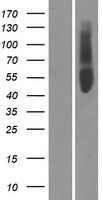 ls283111 or51v1 human over expression lysates nm 001004760 wb testing 1